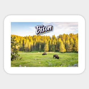 Bison at Yellowstone Sticker